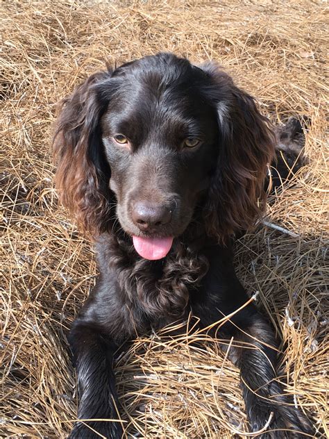 Adorable Black Cocker Spaniel
