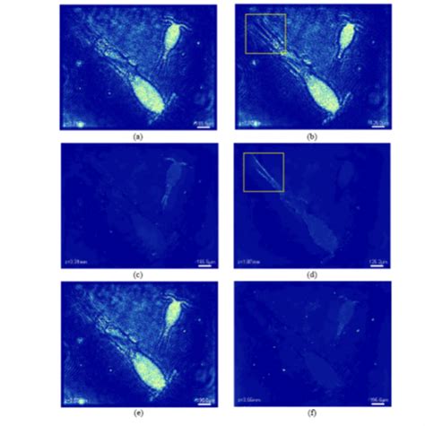 Compressive Holographic Microscopic Tomography Duke Information