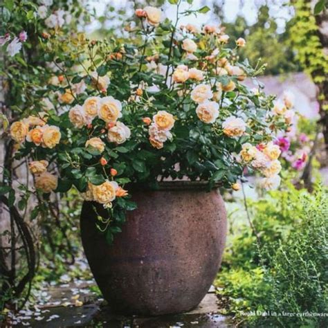 Dicas Para Cultivar Rosas Em Vasos Sucesso