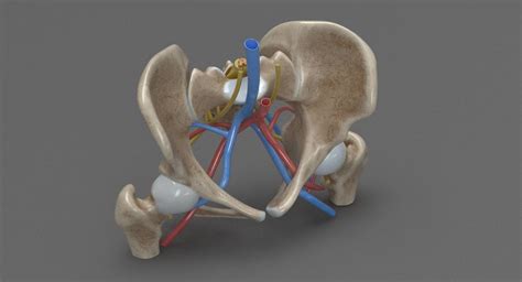 Human Anatomy Pbr 3d Model Of Female Pelvis Kezans Portfolio