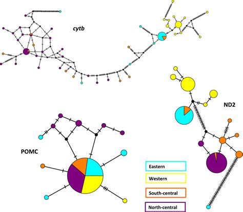 Median Joining Networks For Each Gene Locus Generally Reflect The