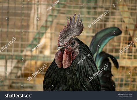 102 Kadaknath Chicken Images Stock Photos And Vectors Shutterstock