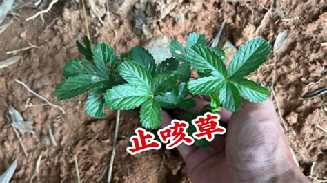 农村路边不起眼的“止咳草”，用途可不容小觑，很少有人知道 Youtube