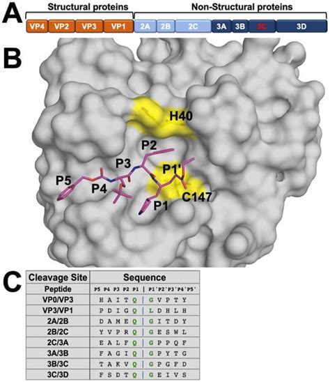 Elucidating The Substrate Envelope Of Enterovirus 68 3C Protease