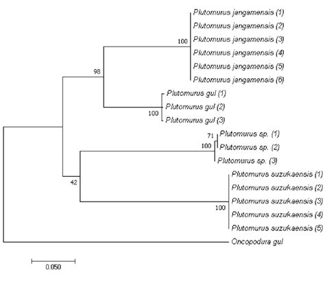 Maximum Likelihood Tree Using GTR I Model Bootstrap 1000 Of