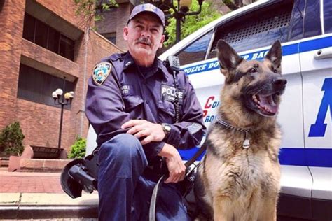 Meet The K 9s Who Protect And Serve The Big Apple American Kennel Club