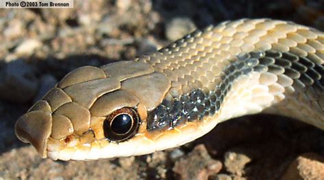 The Reptiles And Amphibians Of Arizona