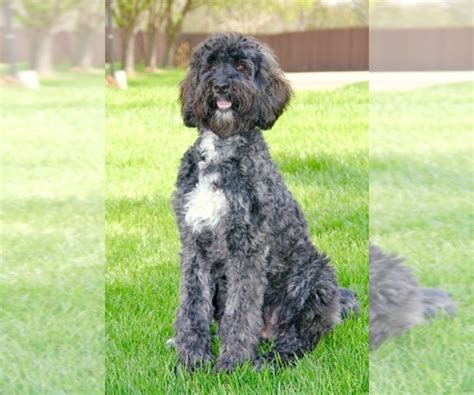 Poodle Standard Portuguese Water Dog Mix Dog Breeder In West Plains