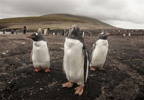 Four New Penguin Colonies Discovered In Antarctica Thanks To Satellites