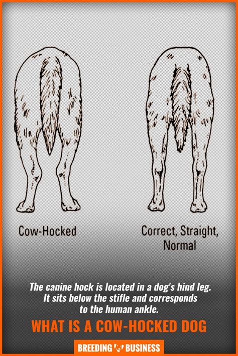 Cow Hocked Dogs Definition Health Risks What To Do And Faq