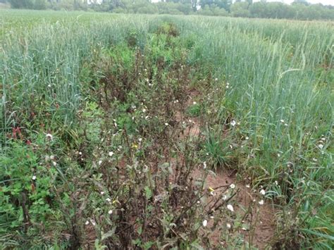 When It Comes To Cover Crops In Texas Timing Is Key Texas Row Crops