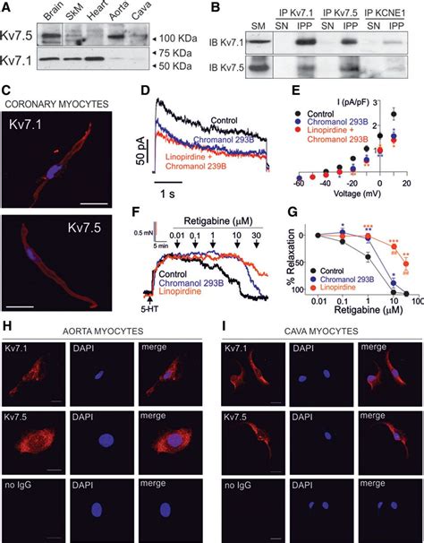 Functional Assembly Of Kv7 1 Kv7 5 Channels With Emerging Properties On