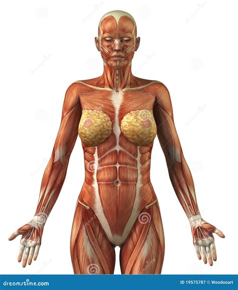 Anatomy Of Female Frontal Muscular System Stock Image | CartoonDealer ...