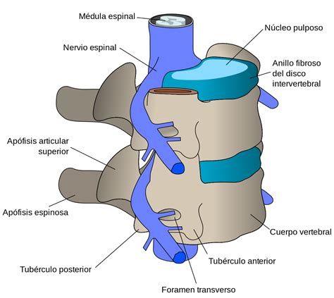 Vértebras cervicales visión oblicua Nerf Spinal Spinal Cord