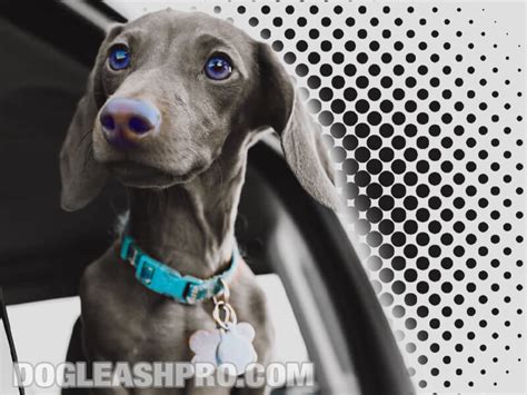 Isabella Dachshund: Complete Guide - Dog Leash Pro