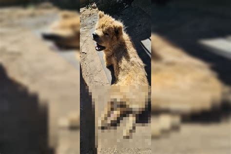 PCDF resgata chow chow vítima de maus tratos e patas destruídas