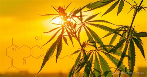 Cannabinoid Science What Is Cannabigerol Cbg Sensi Seeds