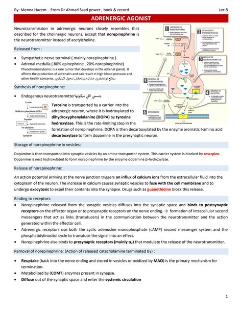 SOLUTION Adrenergic Agonist Lec 8 Menna Hazem Studypool