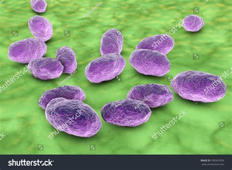 Haemophilus Influenzae Bacteria 3d Illustration Gramnegative Stock Illustration 595947059