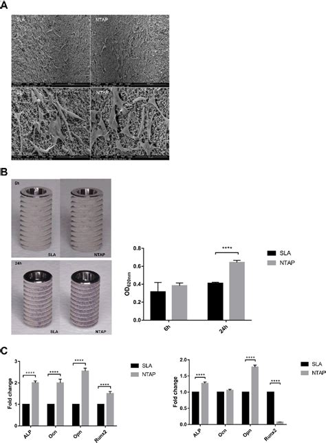 Figure From Comparison Of Early Osseointegration Of Non Thermal