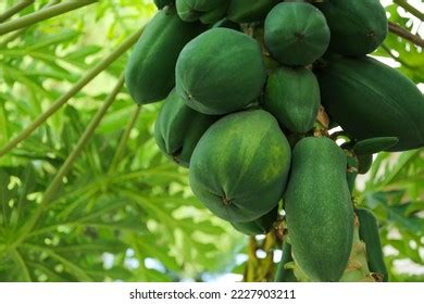 2,084 Unripe Papaya Stock Photos, Images & Photography | Shutterstock