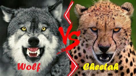 Cheetah Vs Wolf