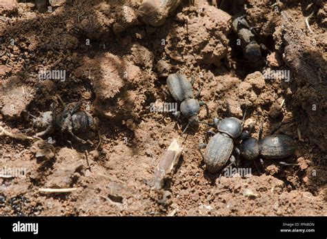 Dung Beetles Hi Res Stock Photography And Images Alamy