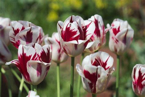 Tulipes Photos Types Plantation Et Soins En Plein Champ