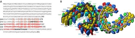 Amino Acid Sequence Of Tau And Structure Of Tau Fibrils From Ad