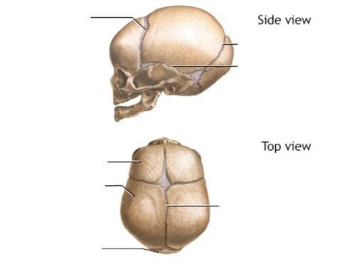 Parietal Bone Sutures Diagram Quizlet