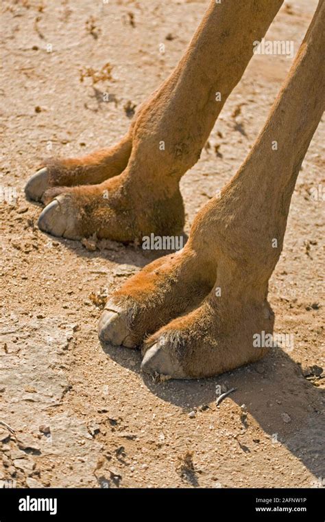 Camels Hooves
