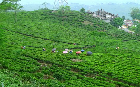 The Most Breathtaking Tea Plantations In The World Honeymoon Dreams