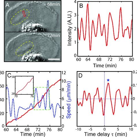 Correlation Between Periodic Dorsal Actin Waves And The Pulsatile