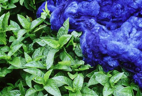 How to Make Natural Blue Dye From Plants