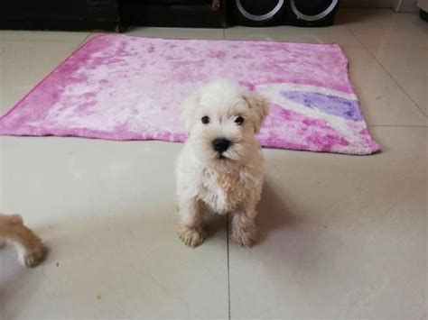 Poodle Miniatura Blancos ANUNCIOS Julio Clasf