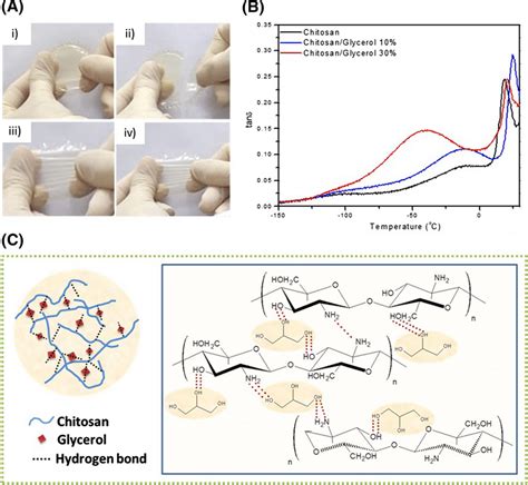 A Membranes Formed By Casting Method Of I Pure Chitosan Ii Pure Download Scientific