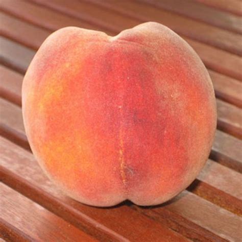 Redhaven Peach Prunus Persica Self Fertile Variety With Yellow Flesh