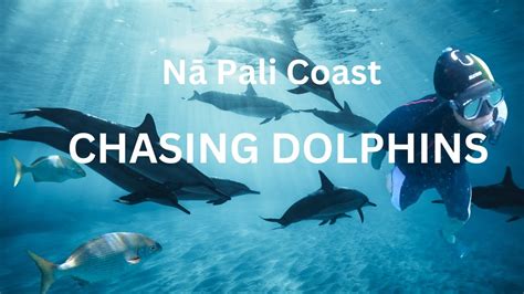 Nā Pali Coast Hawaiian Dolphins YouTube