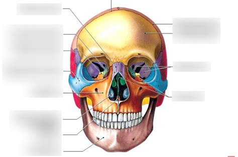 Facial bones Diagram | Quizlet