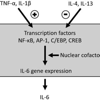 IL-6 is an inflammatory cytokine produced by several cell types, both ...