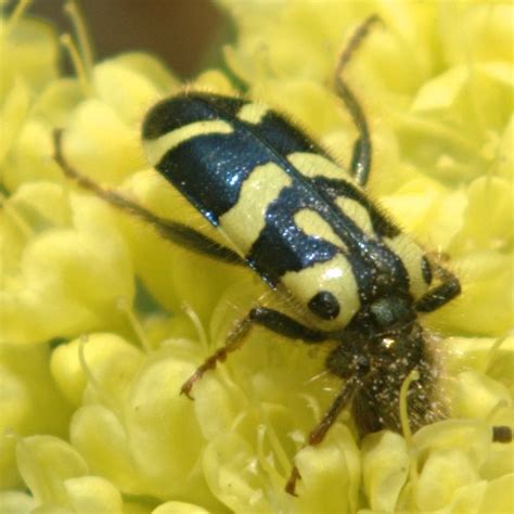 Black And Yellow Beetle Trichodes Ornatus Bugguide Net