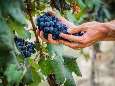 Il Financial Times Certifica La Crisi Del Vino I Grandi Gruppi