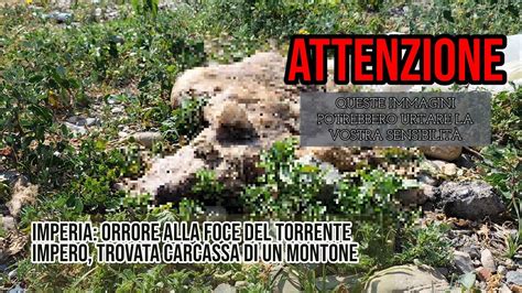 Imperia Orrore Alla Foce Del Torrente Impero Trovata Carcassa Di Un