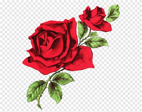 T L Chargement Gratuit Illustration De Roses Rouges T Shirt Rose