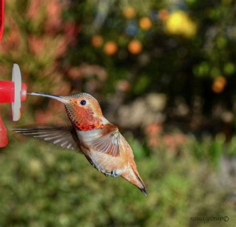 Free Images Nature Animal Wildlife Beak Hummingbird California