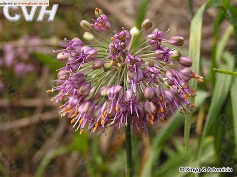 球序韭Allium thunbergii G Don 植物图片库 植物通