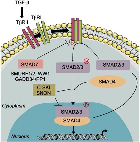 The Transforming Growth Factor Tgf Signaling Cascade Tgf Binds