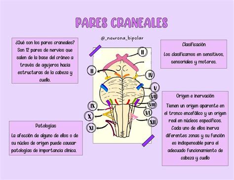 Pares Craneales Hern Ndez Romero Barbara Gabriela Udocz