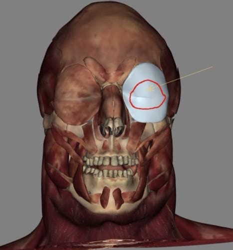 Anatomy Lab Practical 1 Flashcards Quizlet