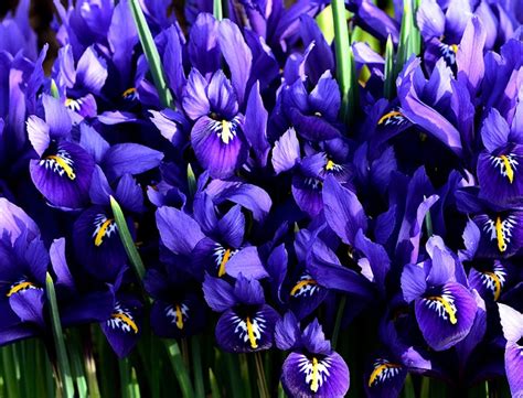 Dwarf Iris Guide: How to Grow & Care for “Iris Reticulata”